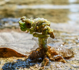 The birth of a dragonfly on the river bank