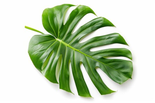Vibrant green monstera leaf isolated on white background, cut out tropical foliage