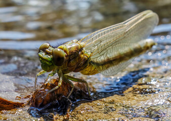 The birth of a dragonfly on the river bank