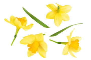 Daffodil flower or narcissus isolated on white background with full depth of field. Top view. Flat lay - obrazy, fototapety, plakaty