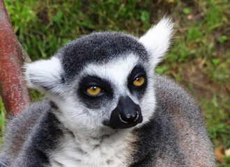 Portrait of a lemur watching a photographer