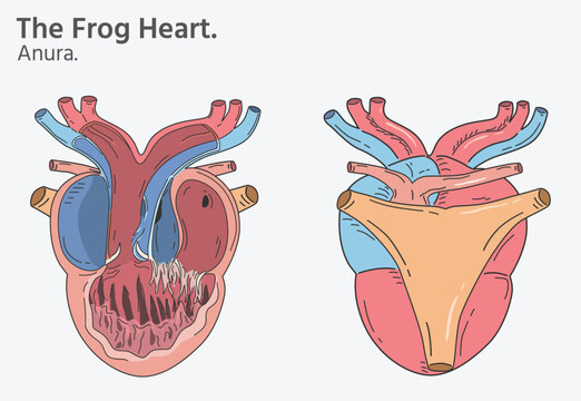Anatomy of frog heart illustrations two versions
