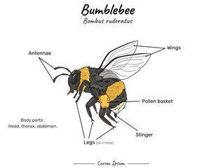 Bumblebee bombus ruderatus anatomy
