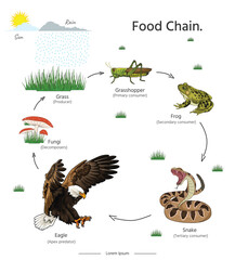 Food Chain Animal example illustrations