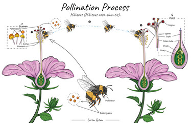 Pollination process of a flower hibiscus flower with bumblebee as pollinator illustration - obrazy, fototapety, plakaty