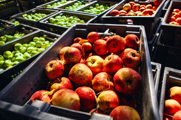 Harvest Time at the Orchard: Selecting the Finest Apples for Cider Making - 767114883