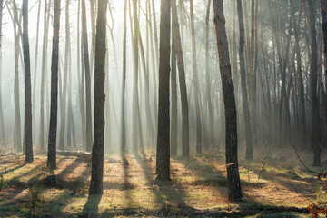 Beautiful sun rays in a foggy, morning, pine forest