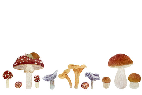 Wild mushroom watercolor border isolated on white. Porcini, Chanterelle, Fly agaric and Collybia nuda