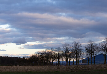 eine Baum Allee im Schaumburger Land bei Hameln, Weserbergland unter lila Wolken an einem stürmischen Tag im Winter in der Abenddämmerung  mit Sonnenlicht am Horizont