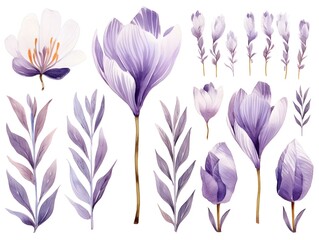 Delicate Watercolor Crocus Flowers in Soft Purple and White Hues