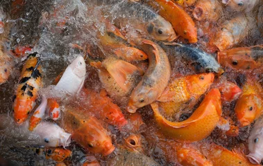 Fototapeten Goldfish (carp) fight for food in a Hue, Vietnam pond. © Richard