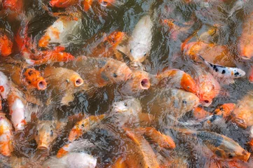 Fototapeten Goldfish (carp) fight for food in a Hue, Vietnam pond. © Richard