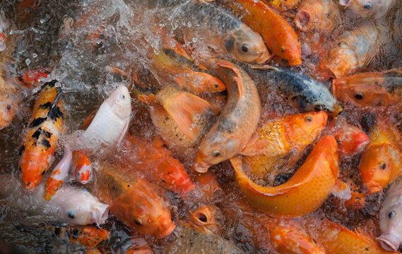 Goldfish (carp) fight for food in a Hue, Vietnam pond.