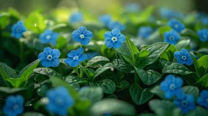 Fototapeten Closeup of electric blue flowers among green leaves © yuchen