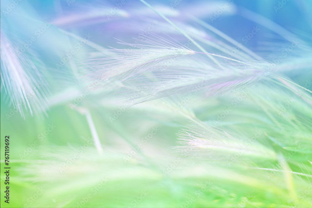 Poster spring background. spikes in field. summer abstract background