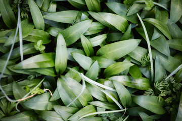 Obraz premium Ail des ours feuille plante vert