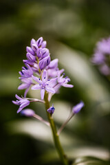 Tractema lilio-hyacinthus fleur mauve sous bois - obrazy, fototapety, plakaty