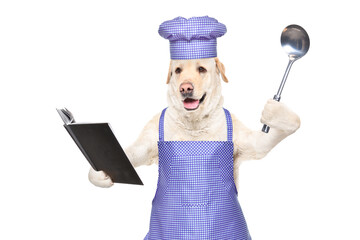 Labrador in a chef's costume with a cookbook and a ladle in his hands isolated on a white background