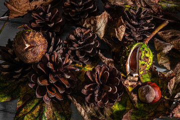 pine cones and chestnuts from the woodland floor