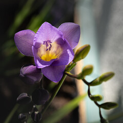 purple freesia flower