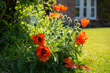 Red Poppies in a farmhouse garden