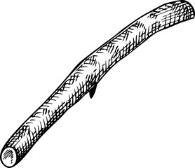 Hand-drawn sketch of ashwagandha root in vintage style. Vector medicinal plant drawing part - 767126638