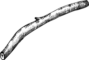 Hand-drawn sketch of ashwagandha root in vintage style. Vector medicinal plant drawing part