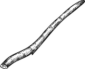 Hand-drawn sketch of ashwagandha root in vintage style. Vector medicinal plant drawing part - 767126671
