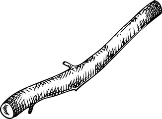 Hand-drawn sketch of ashwagandha root in vintage style. Vector medicinal plant drawing part - 767126687