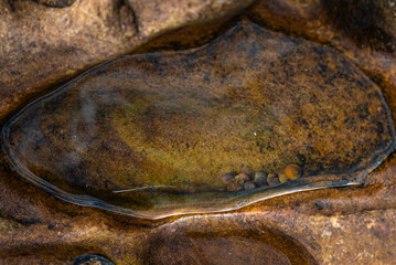 close up of shells and life in a rockpool on the shoreline