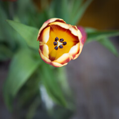 tulip on a green background viewed from above