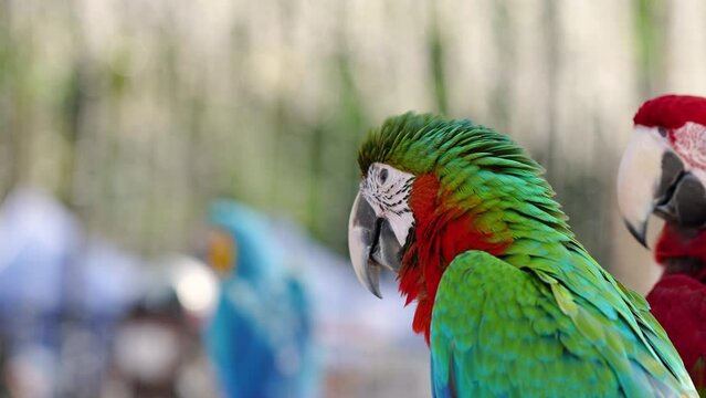 Harlequin macaw parrot show in the park