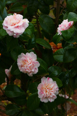 Japanische Kamelie in rosa und weiß