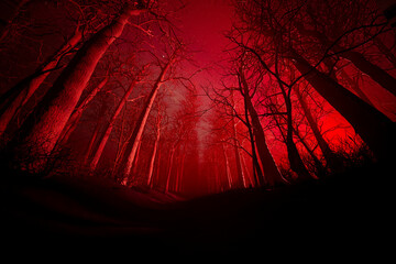 Mysterious Crimson Forest at Night: A Setting Straight Out of a Fantasy