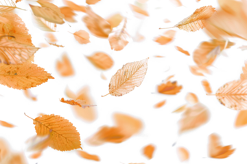 Blurry Autumn Leaves in Flight