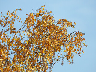 branches of birch tree in autumn, with golden leaves and blue sky in the background
