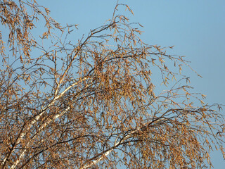 branches of birch tree in autumn, with golden leaves and blue sky in the background