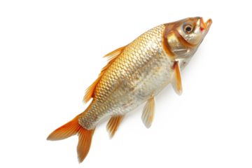  Koi fish isolated on white background