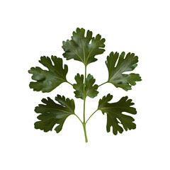 Parsley leaves png isolated on transparent background