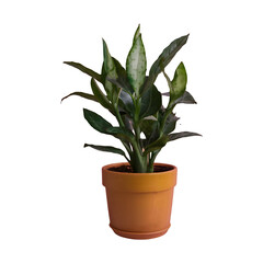 Plant in pot png isolated on transparent background