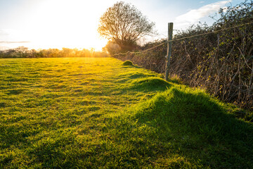 Ground level view of lush, thick grass in a farm paddock. Golden light is seen streaming in from a distant hedge in spring time. - obrazy, fototapety, plakaty