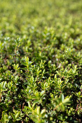 Close-up of tiny leaves of plants