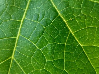 Green leaf background texture. natural eco background.