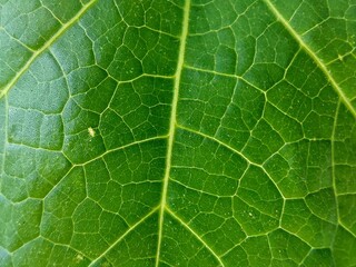Green leaf background texture. natural eco background.