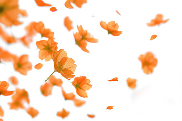 Blurry Flowers Floating on Air