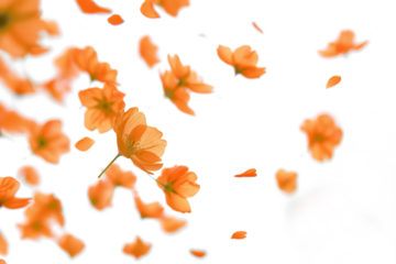 Blurry Flowers Floating on Air