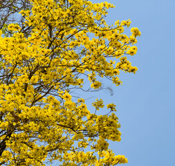 Tabebuia chrysotricha yellow flowers blossom in spring day on blue sky background