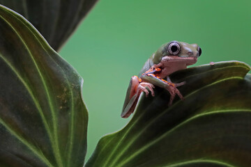Phyllomedusa hypochondrialis climbing on branch, Northern orange-legged leaf frog or tiger-legged...