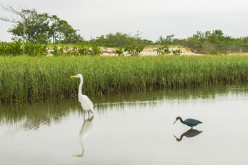 Great egret (Ardea alba) and Little Blue Heron (Egretta caerulea) in São Francisco do Sul island (South of Brazil)