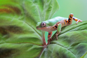 Phyllomedusa hypochondrialis climbing on branch, Northern orange-legged leaf frog or tiger-legged monkey frog closeup on leaves 